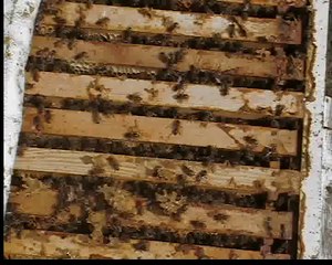 Baharda Dikkat edecek hususlar(arıcılar buraya grubu)