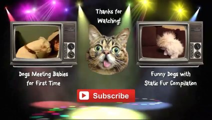 Cats Meeting Babies for the First Time Compilation 2014 [NEW HD]