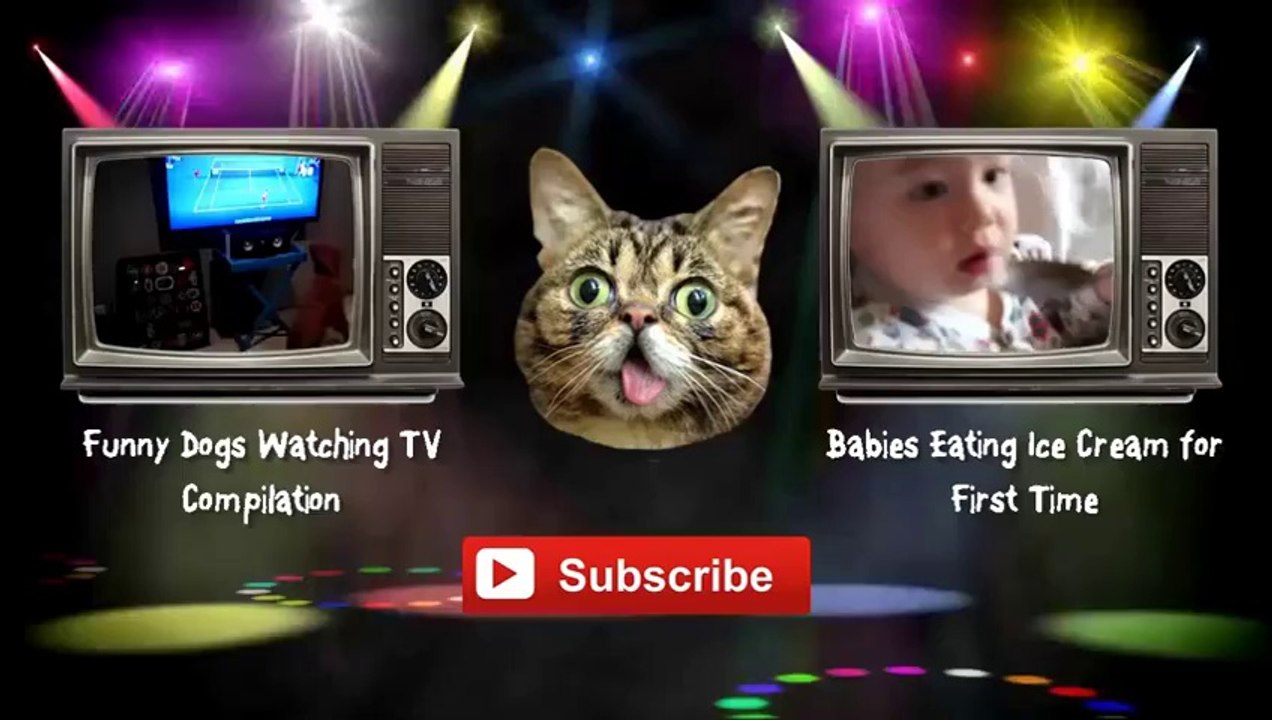 Funny Sneezing Cats Compilation 2014 [NEW HD]