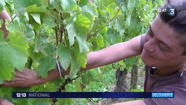 Les vendanges à la main ou à la machine ?