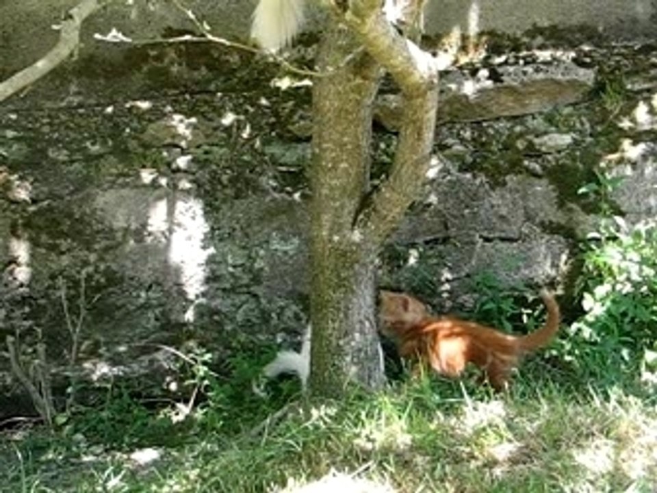 chatons 2