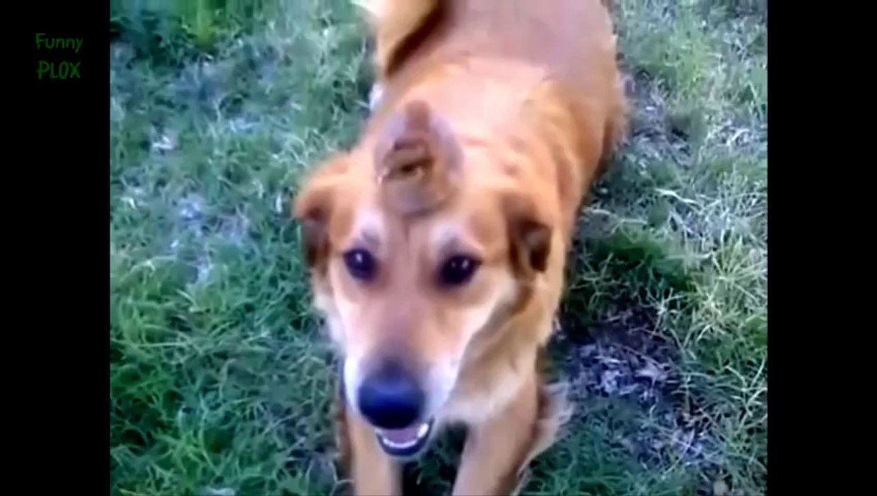 Funny Dogs Protecting Baby Chicks Compilation 2014 [NEW HD]