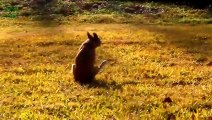 Funny Dogs Butt Scooting Compilation 2014 [NEW HD]