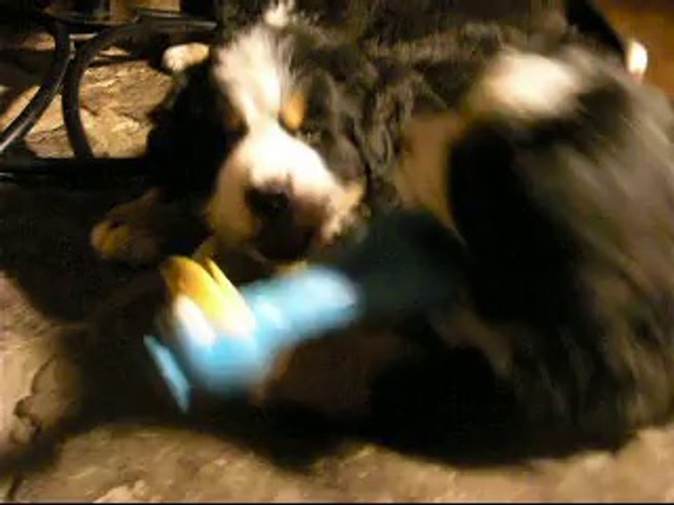 20 sept Une brochette de bébés (au 1er plan, Jäger, en 2ème, bébé vert et 3ème bébé jaune