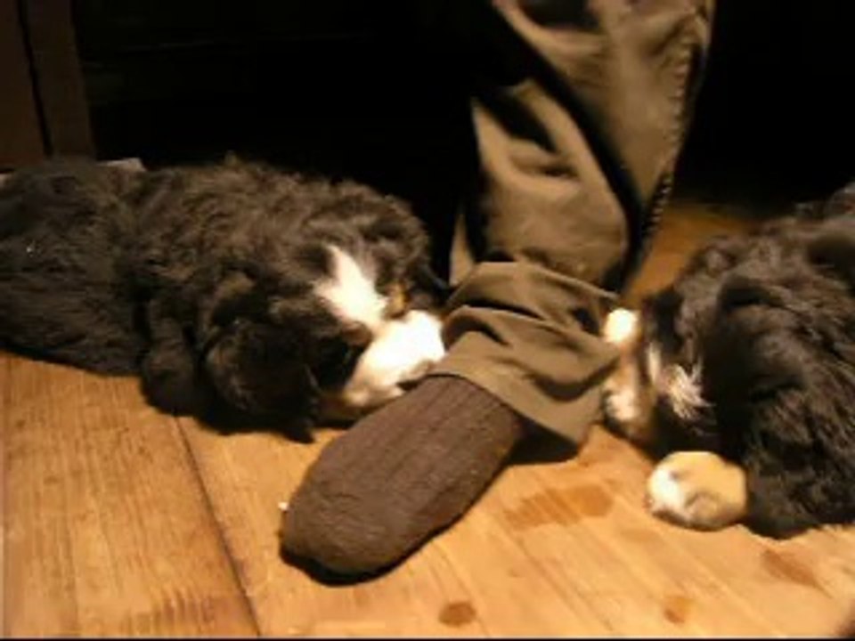 20 sept c'est bon les chaussettes...(Jeudi, femelle rouge et femelle rose)