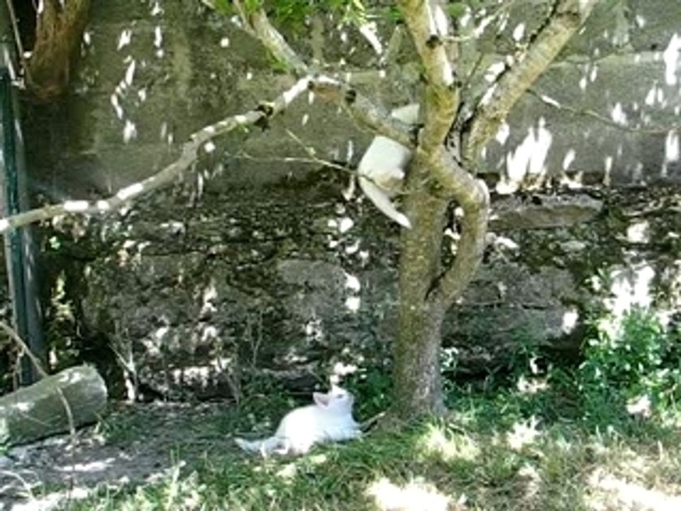 chatons 3
