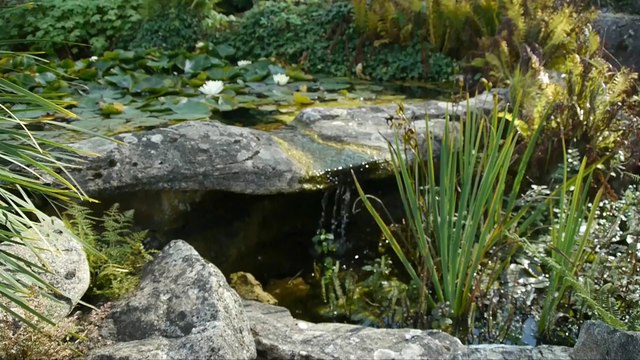 Les trésors du Jardin Botanique du Montet