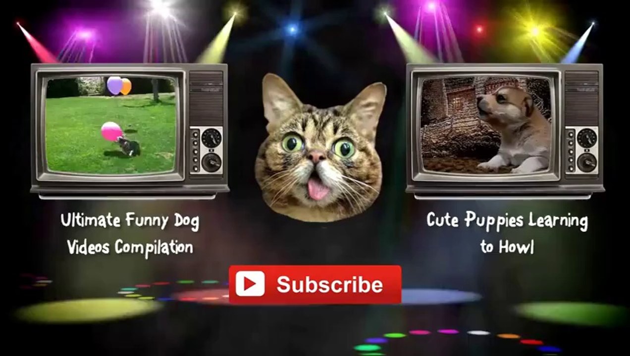 Ultimate Scottish Fold Cat Video Compilation 2014 [NEW HD]