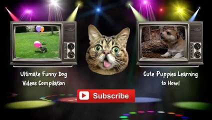 Ultimate Scottish Fold Cat Video Compilation 2014 [NEW HD]