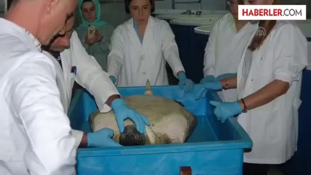 Yaşam savaşını kaybeden yeşil kaplumbağa , müzede sergilenecek -