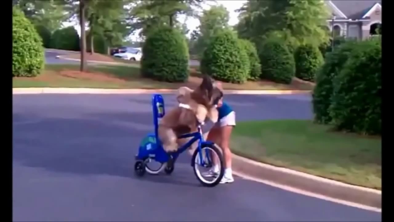 BEST FUNNY ANIMALS COMPILATION (2013 - 2014)
