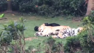 Un lion, tigre et une panthère sont amis