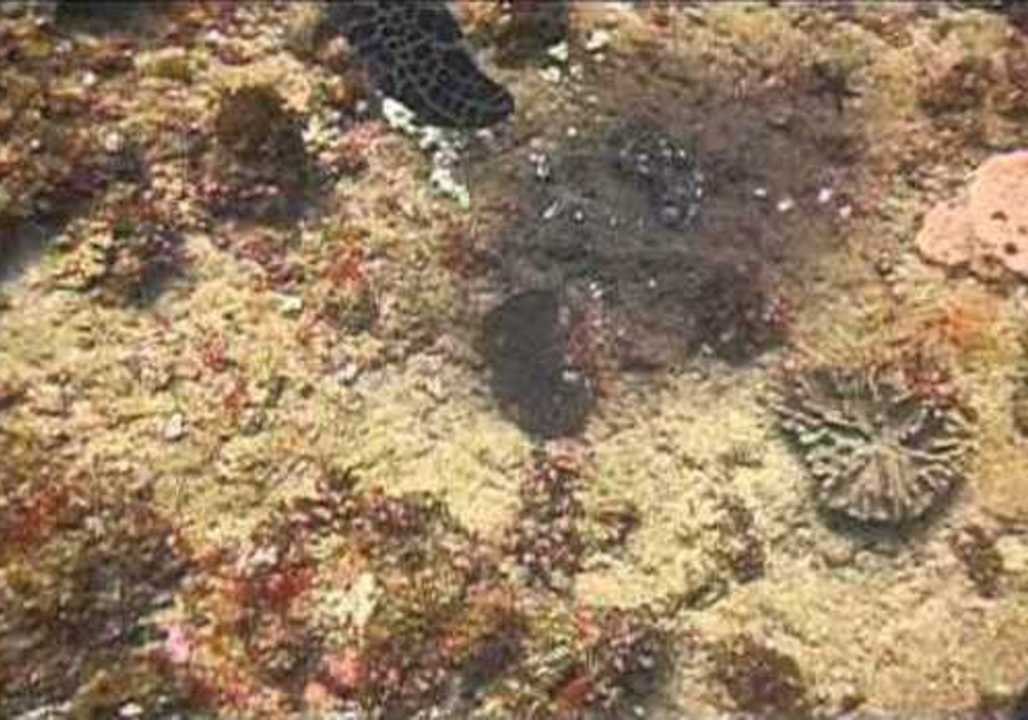 Diver Gets Up Close and Personal With Turtle