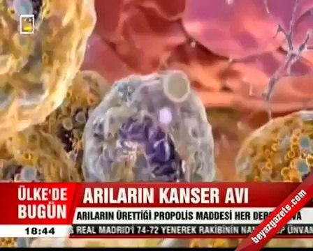 Gündem - Arıların Kanser Avı Propolis