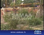 trees-destroyed-for-tsunami-1411292120-3434