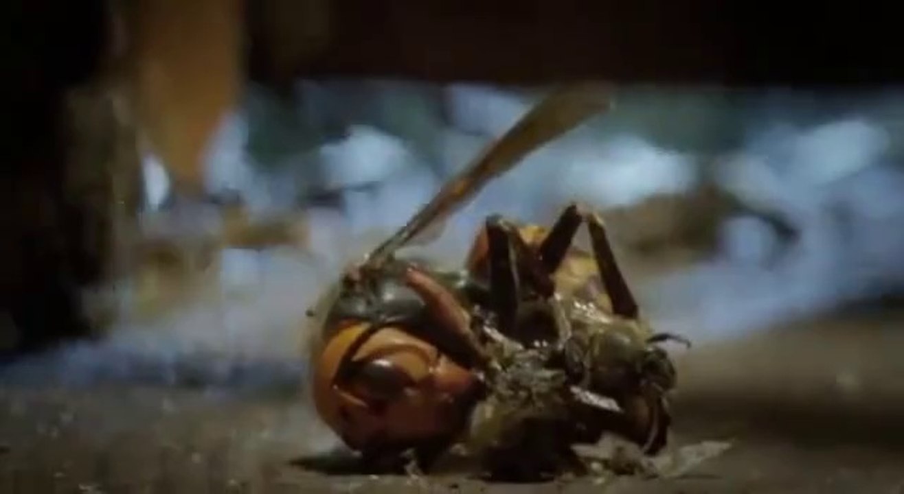 Kovana giren eşek arısını öldüren bal arıları