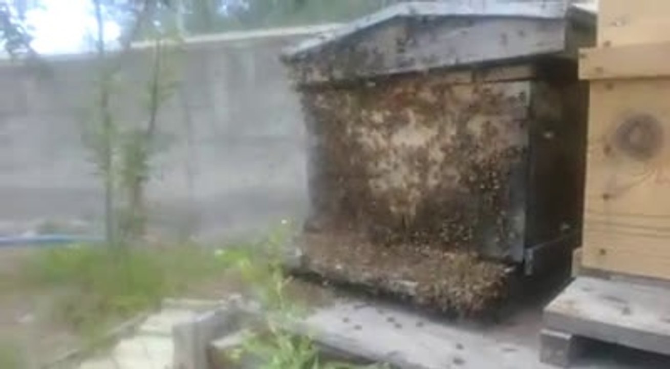 oğul arının boş kovana girmesi