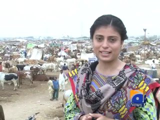 Karachi Maweshi Mandi-21 Sep 2014