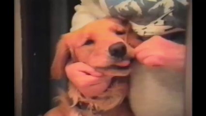 Golden Retrievers Are Awesome Compilation