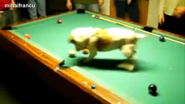 Des chats et des chiens qui jouent au billard