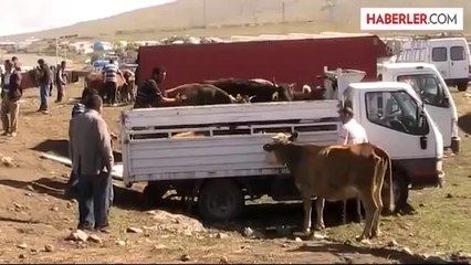 Doğu'dan kurbanlık sevkıyatı hızlandı -