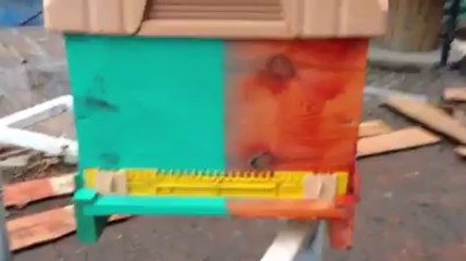 4 bölmeli ana ARI üretim kovanı protatip denemesinde son durum