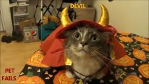 Animals Hate Costumes COMPILATION 2013