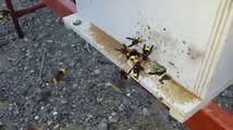 Bal Arılarının İşi Bitmiş