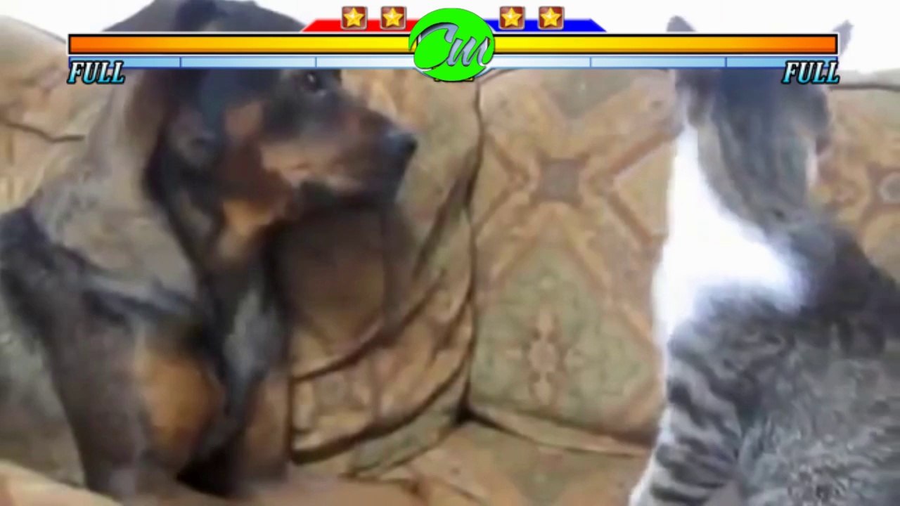 Mortal kombat kedi köpek versiyonuu
