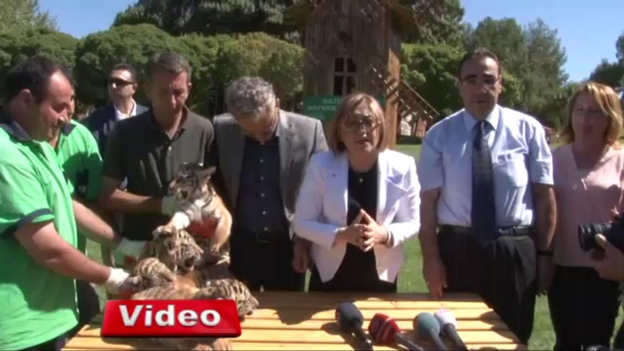 Gaziantep'de dördüz kaplan sevinci -KonyaMesaj.com