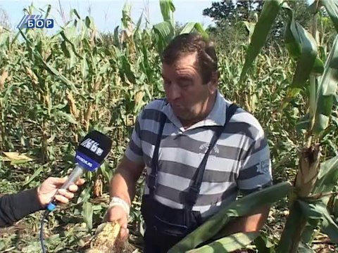 Divlje svinje pustoše useve kukuruza, 21. septembar 2014. (RTV Bor)