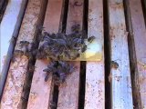 Ana arının işaretlenmesi - ana arının kafese konulması - Ana arının kovana verilmesi