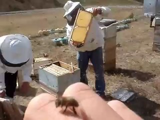 bal çekme 2007 sezonu