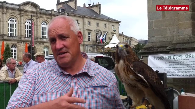 Quimper. Des faucons au secours du patrimoine