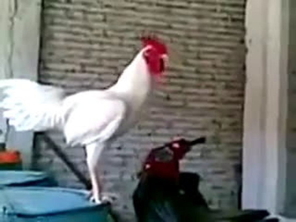 Chiken Remix voice