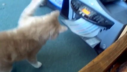 Funny Cats XD   PART 4