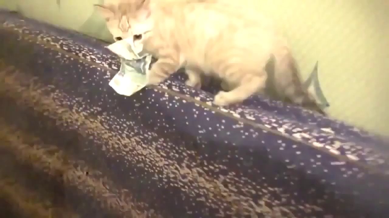 Best of Fails Compilation 2013 FUNNY VIDEOS ACCIDENTS 2013 Money maker cat fail for compil