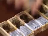 Kraliçe arı ihracat sevkiyat hazırlığı.mp4