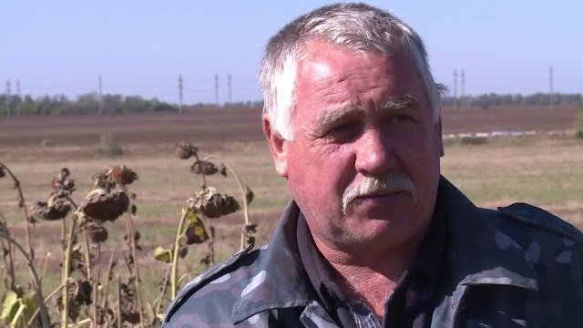 Sunflower crops wilting in conflict-hit east Ukraine