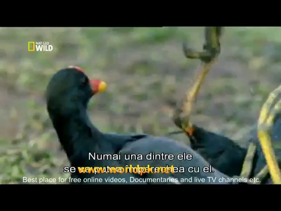 water birds