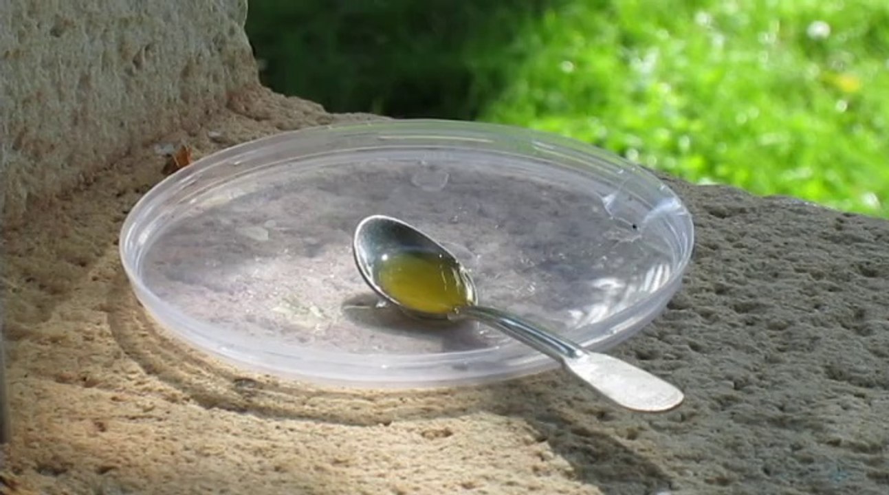 WTF [2] - L'abeille et le miel