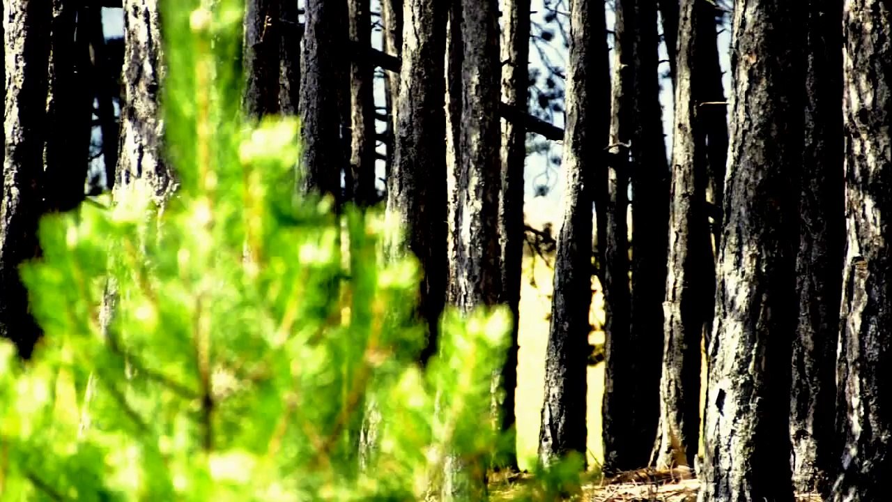 NESS : LA MONTAGNE (Jean Ferrat)