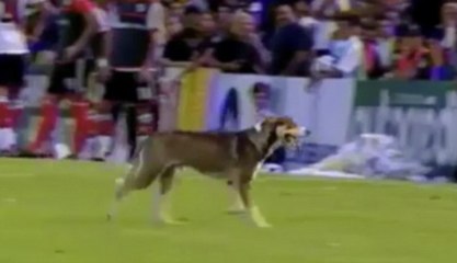 A dog causes havoc by relieving himself on pitch mid-game (related)