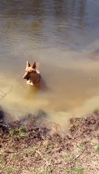 Dog Whines That Swimming Time Is Over