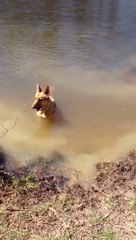 Dog Whines That Swimming Time Is Over