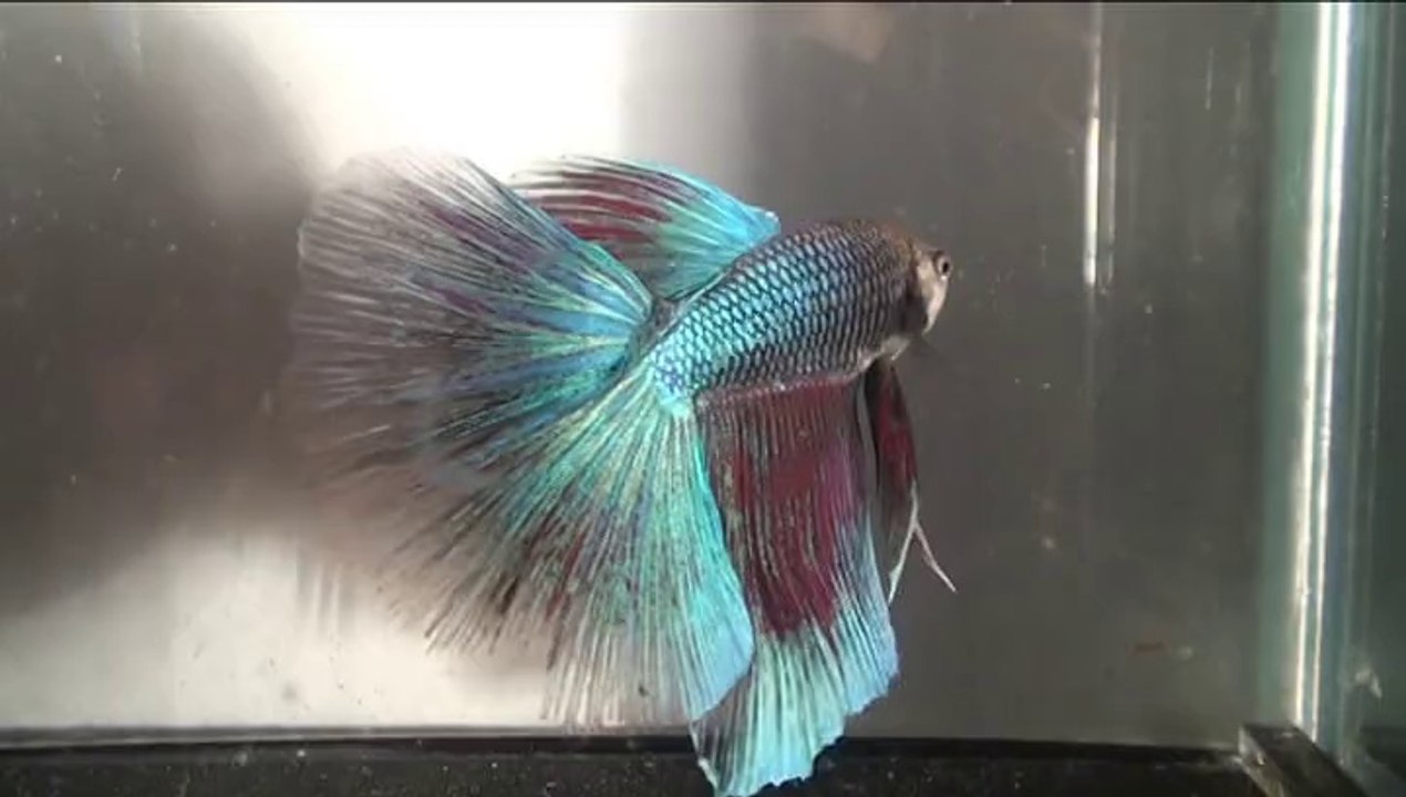 Show Betta splendens souche Sosso 3 et 4 avant Blois 2013