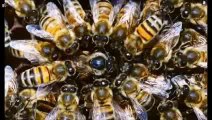 Arılar Hakkında Bilmeniz Gereken 15 Şey