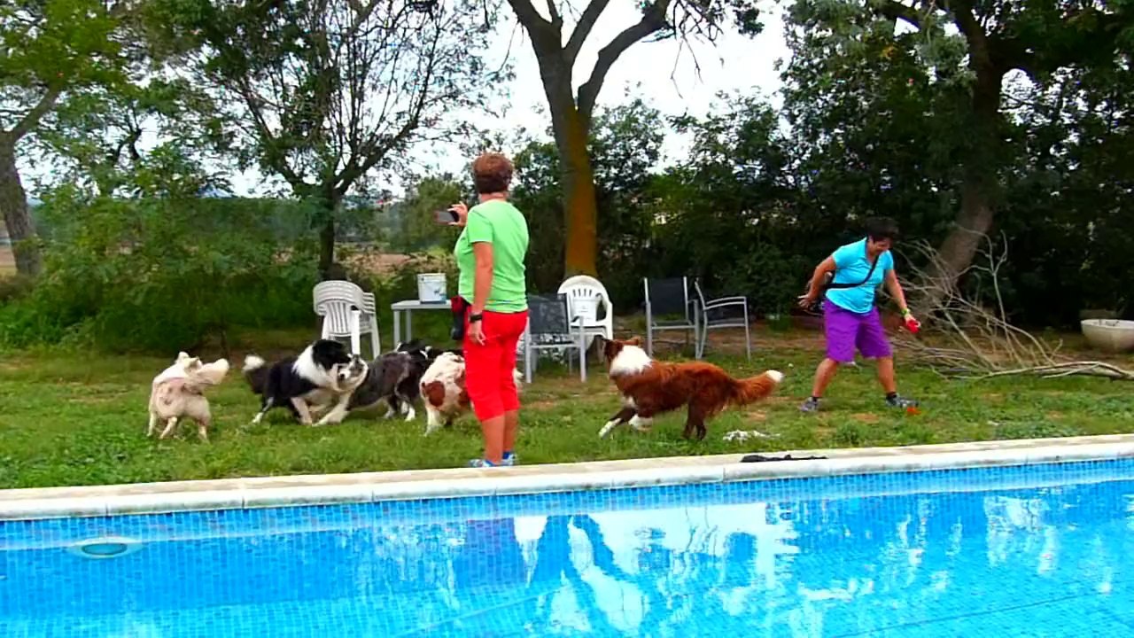 Mafalda's Collie -Visita de Akira-2