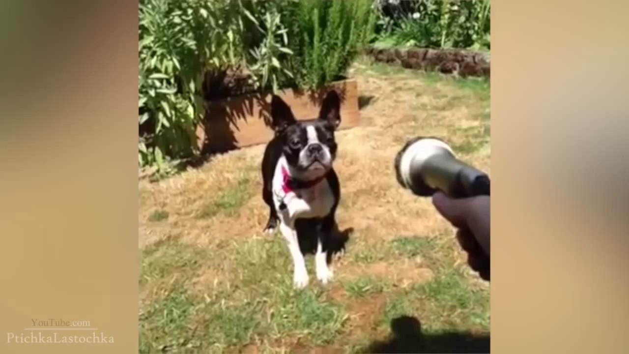 Funny Dog Vines 2014