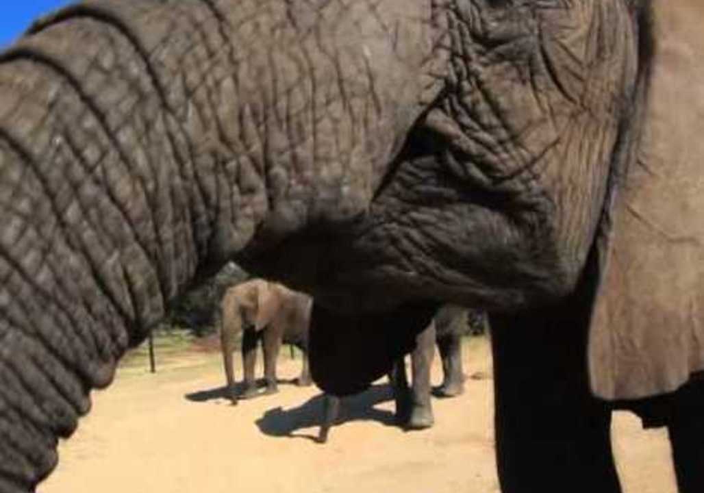 Hungry Elephant Nibbles on Nuts